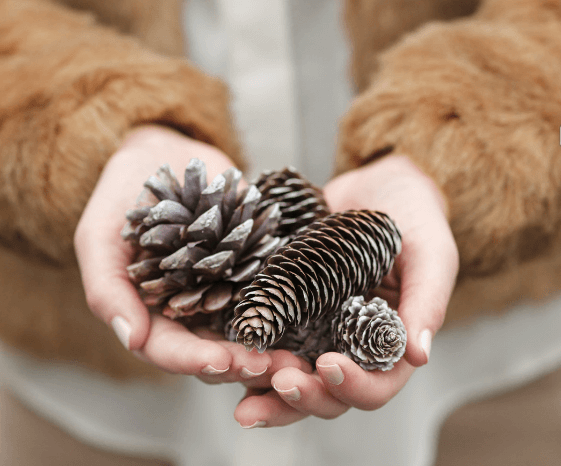 Nachhaltige Weihnachtsdekoration aus der Natur