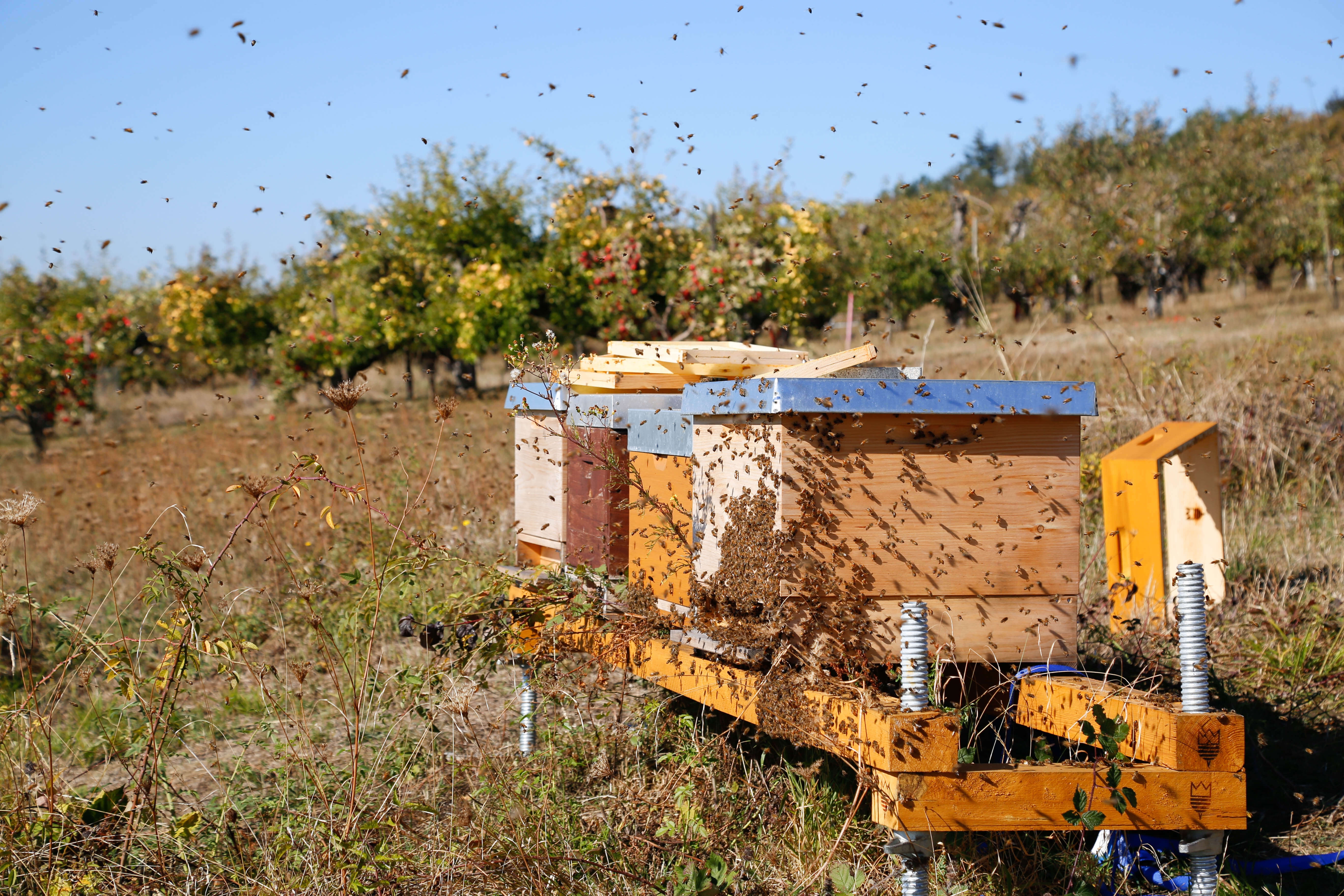 CNW Bienen für die Umwelt